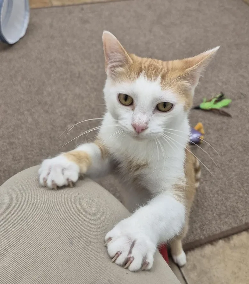 A baby medium-sized male Domestic Short Hair cat named Todd for adoption in South Bend, IN