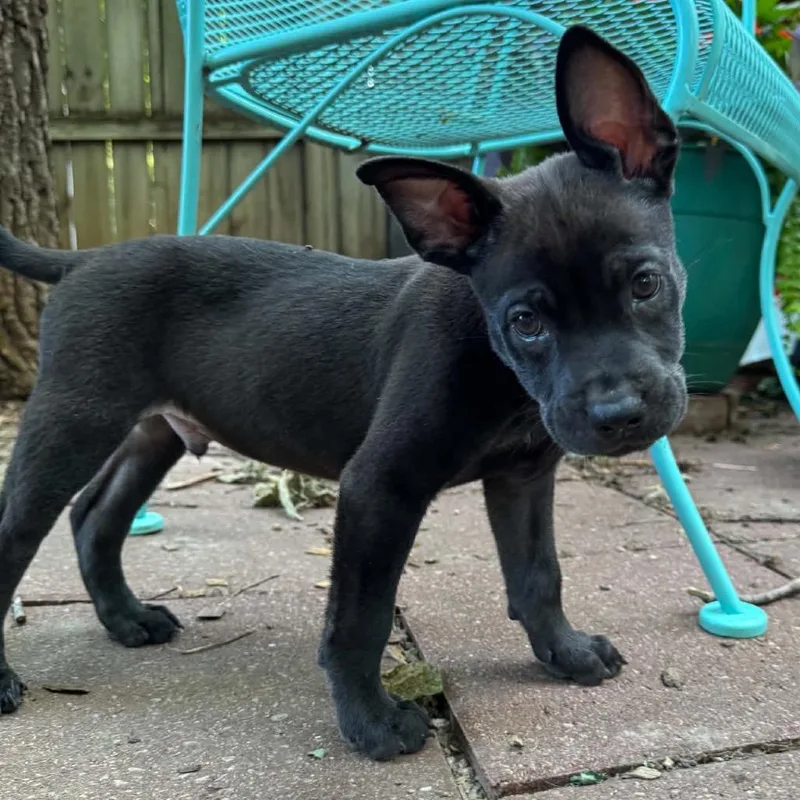 A baby small-sized male Black Shepherd dog named Fenway for adoption in Shawnee, KS