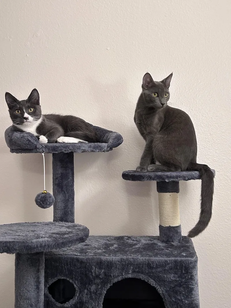 Lune And Totoro