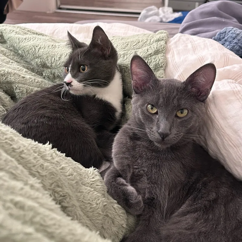Lune And Totoro thumbnail 5