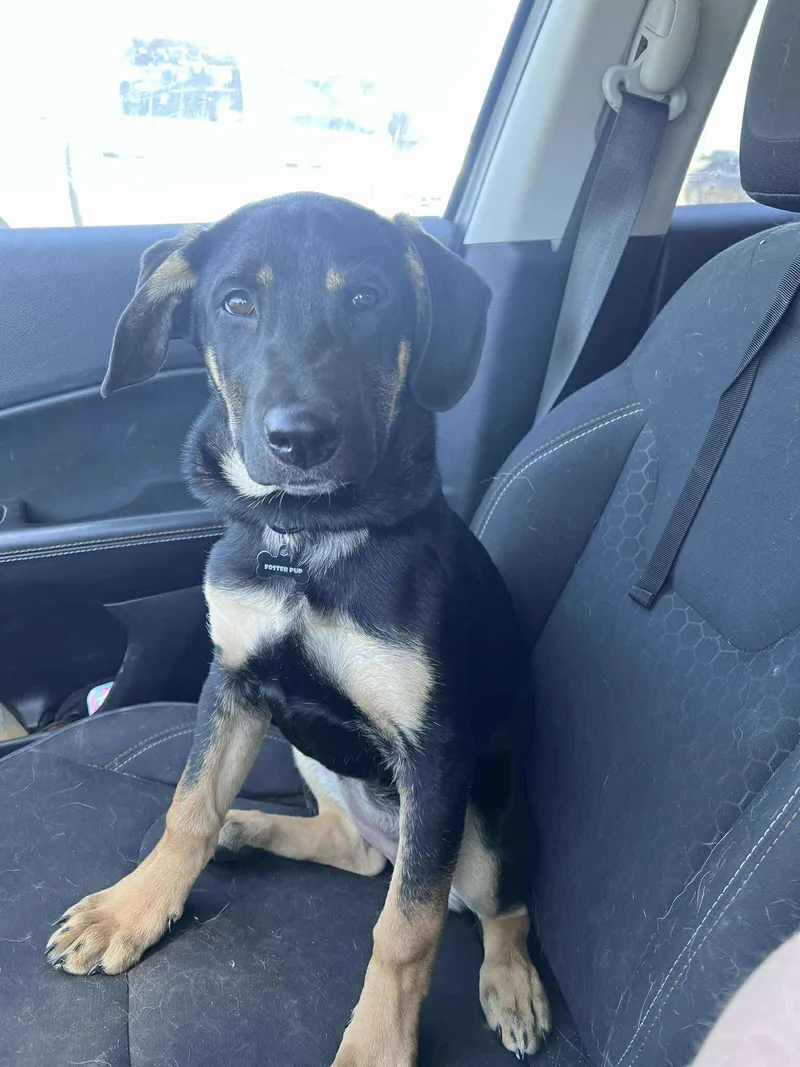 A baby small-sized female Black Shepherd dog named Blayze for adoption