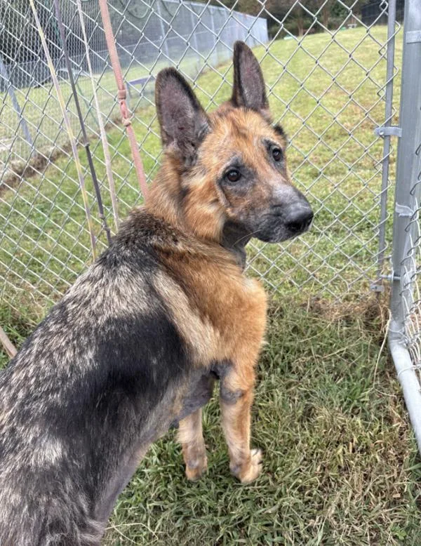 An adult large-sized female German Shepherd Dog named Peepo for adoption in Virginia Beach, VA