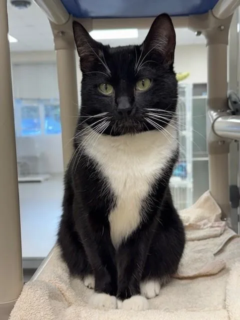An adult medium-sized male Domestic Short Hair cat named Jason for adoption in Naples, FL