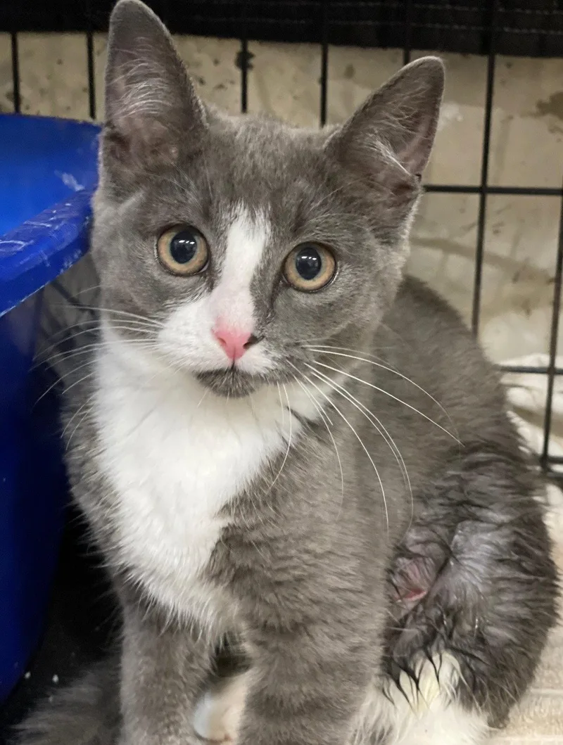 A baby medium-sized female Gray & White Domestic Short Hair cat named Chaucy for adoption in Island Lake, IL