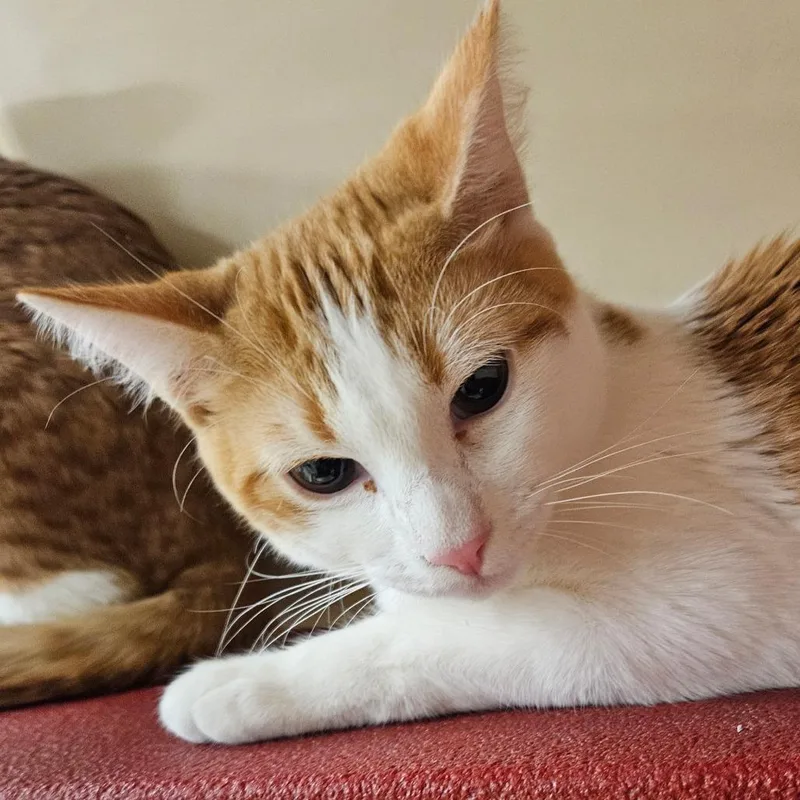 A young small-sized male Orange / Red Domestic Short Hair cat named Thebes for adoption in Las Vegas, NV
