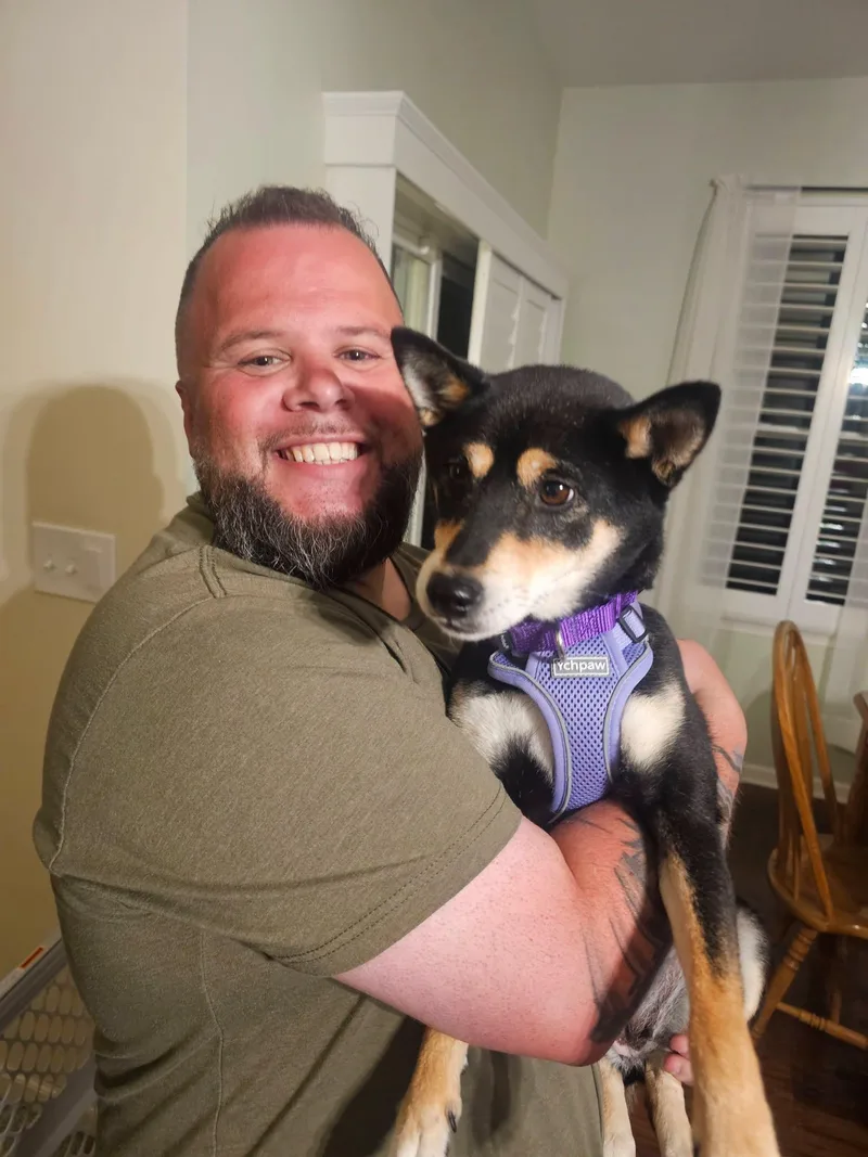 An adult small-sized female Shiba Inu dog named Ava for adoption in Toms River, NJ