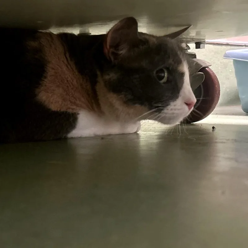 An adult small-sized female Calico Domestic Short Hair cat named Little Lady for adoption in Norman, OK