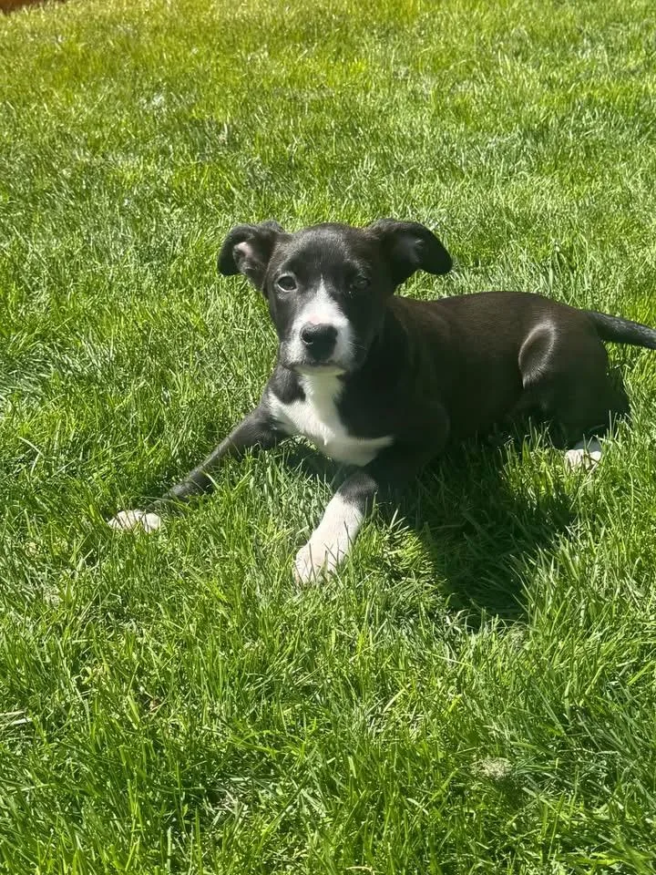 A baby large-sized female Terrier dog named Truffle for adoption in Berlin, NJ