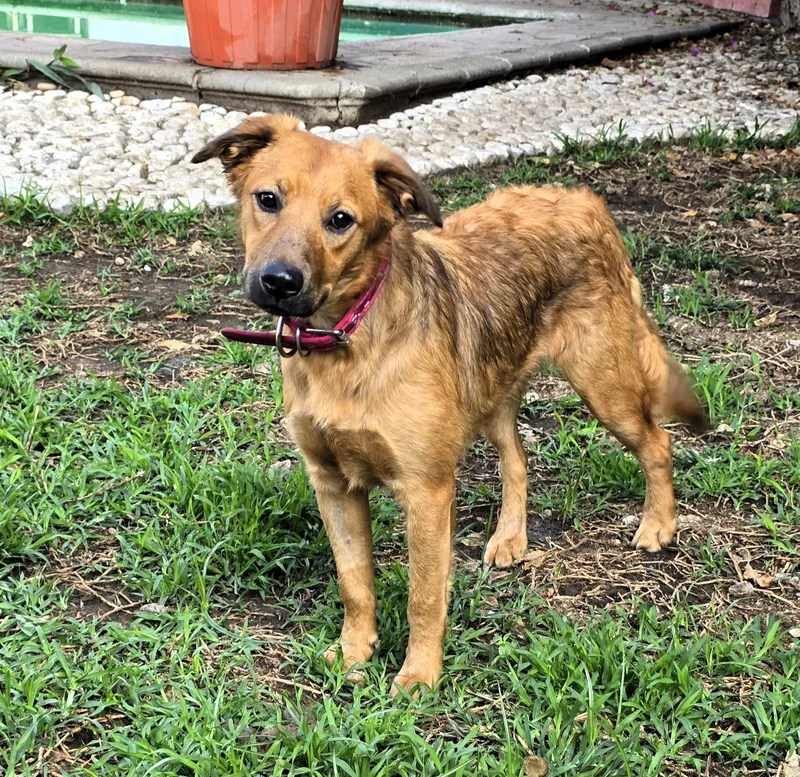 Lani