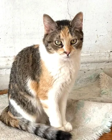 A young small-sized female Calico Domestic Short Hair cat named Carmel for adoption