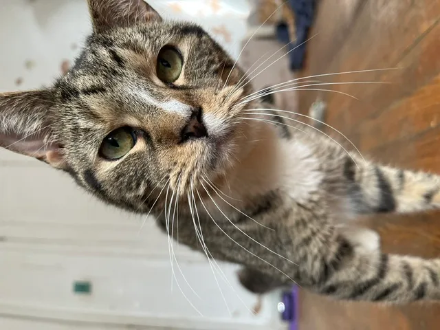An adult small-sized male Tabby brown with white chest Domestic Short Hair cat named Loki for adoption