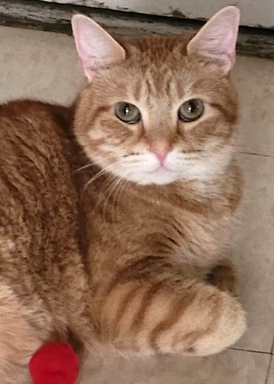 A young small-sized male Orange Tabby Domestic Short Hair cat named Little Potato for adoption