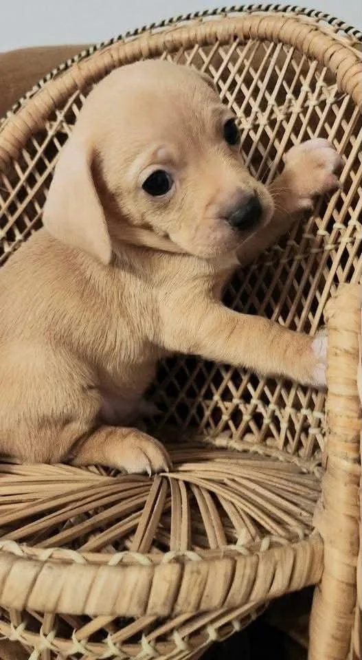 A baby small-sized male Chiweenie dog named Trout for adoption in Lucedale, MS
