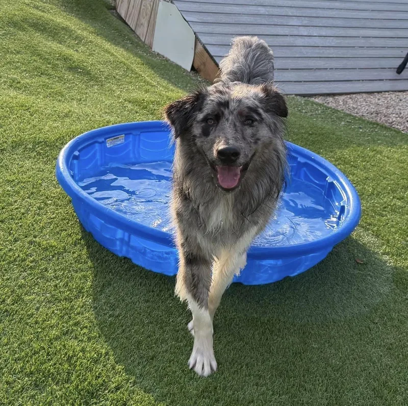 A baby medium-sized male Australian Shepherd dog named Carl for adoption in Kutztown, PA
