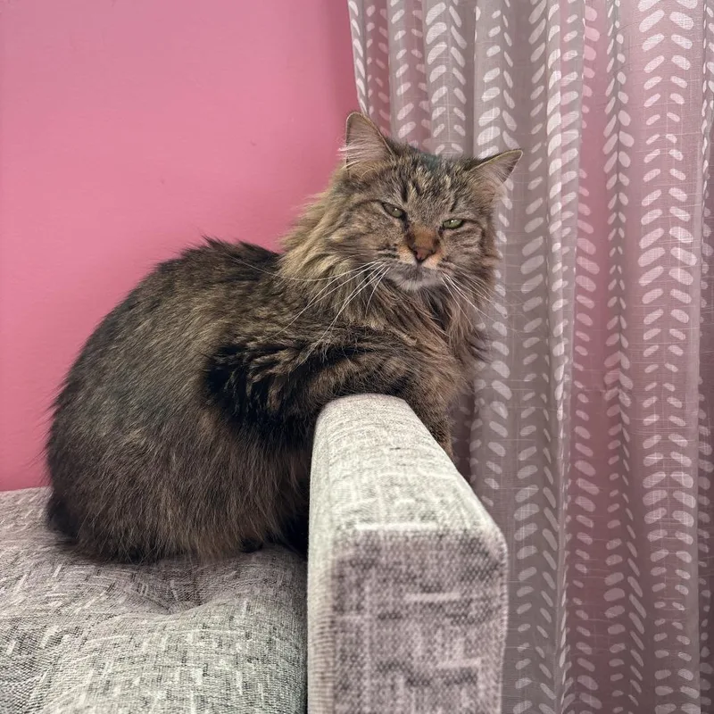 An adult small-sized female Brown / Chocolate Domestic Short Hair cat named Sookie Ellsworth for adoption in Eagle Mountain, UT