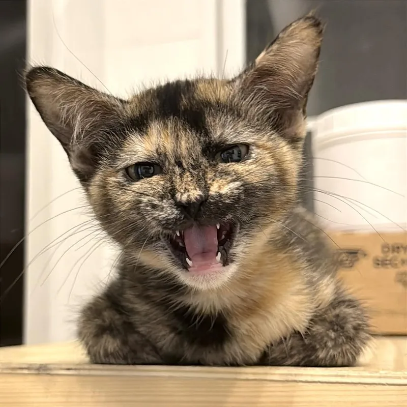 A baby medium-sized female Tortoiseshell cat named Gigi for adoption in Houston, TX