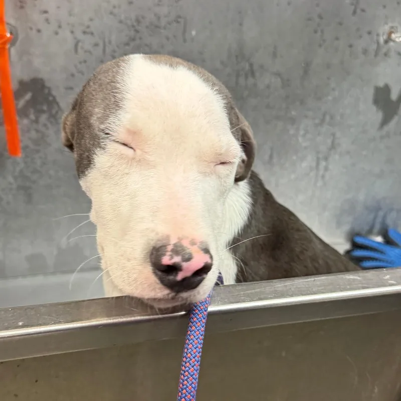 A young medium-sized male Gray / Blue / Silver Mixed Breed dog named Bobby Boop for adoption in Manhattan, KS