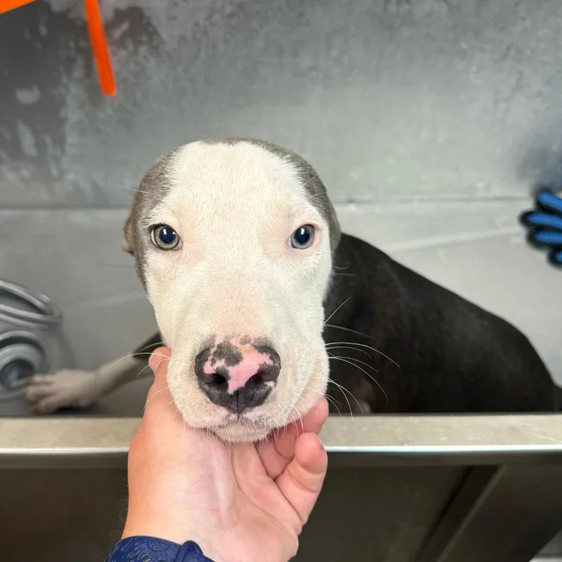Bobby Boop thumbnail 2