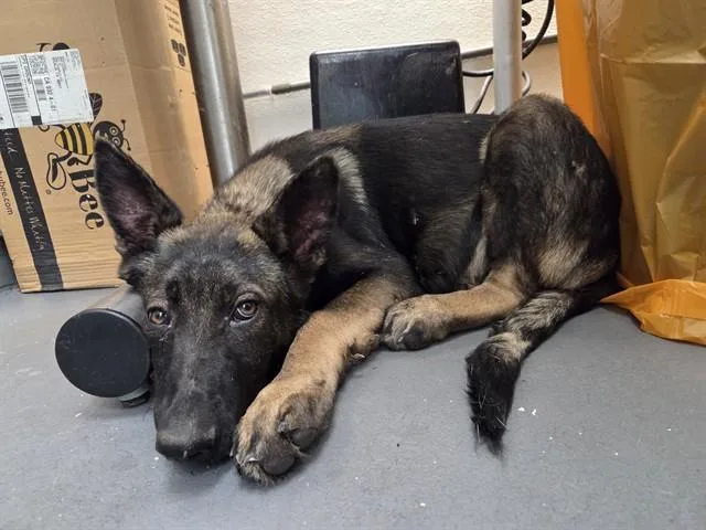 A baby small-sized male German Shepherd Dog dog named Lincoln for adoption in Antioch, CA