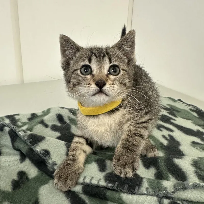 A baby small-sized female Brown / Chocolate Domestic Short Hair cat named Chicago for adoption in Milford, IA