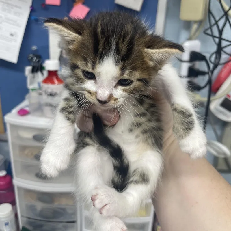 A baby small-sized female Brown / Chocolate Domestic Short Hair cat named Cheddar for adoption in Ridgely, MD