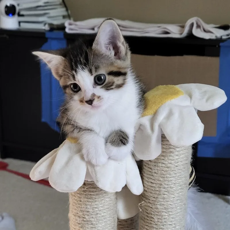Cheddar thumbnail 2