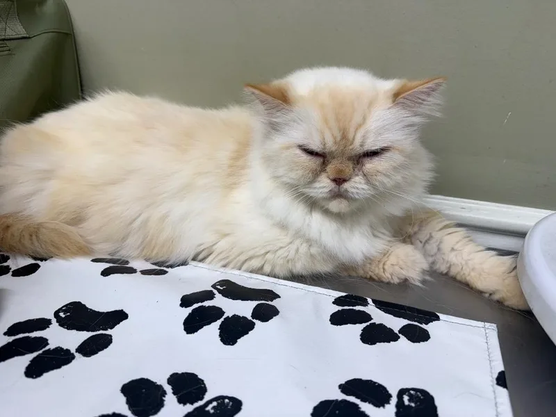 An adult large-sized male Persian cat named Buddha for adoption in warrenville, SC