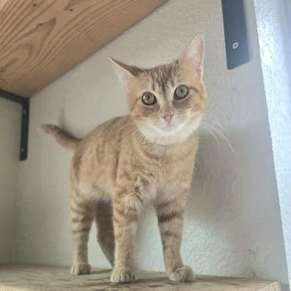 A young medium-sized female Orange & White Domestic Short Hair cat named Sumi for adoption in Warr Acres, OK