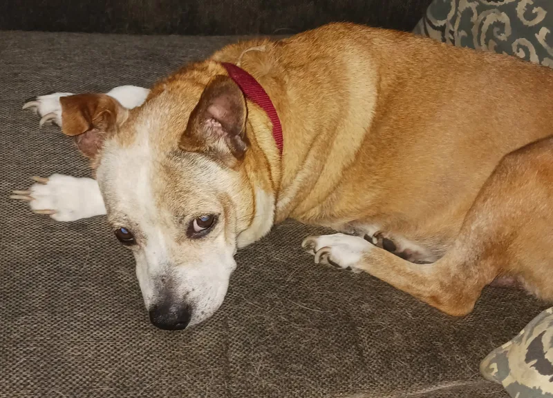 A senior medium-sized female Brown & White Pomeranian dog named Holly Bear for adoption