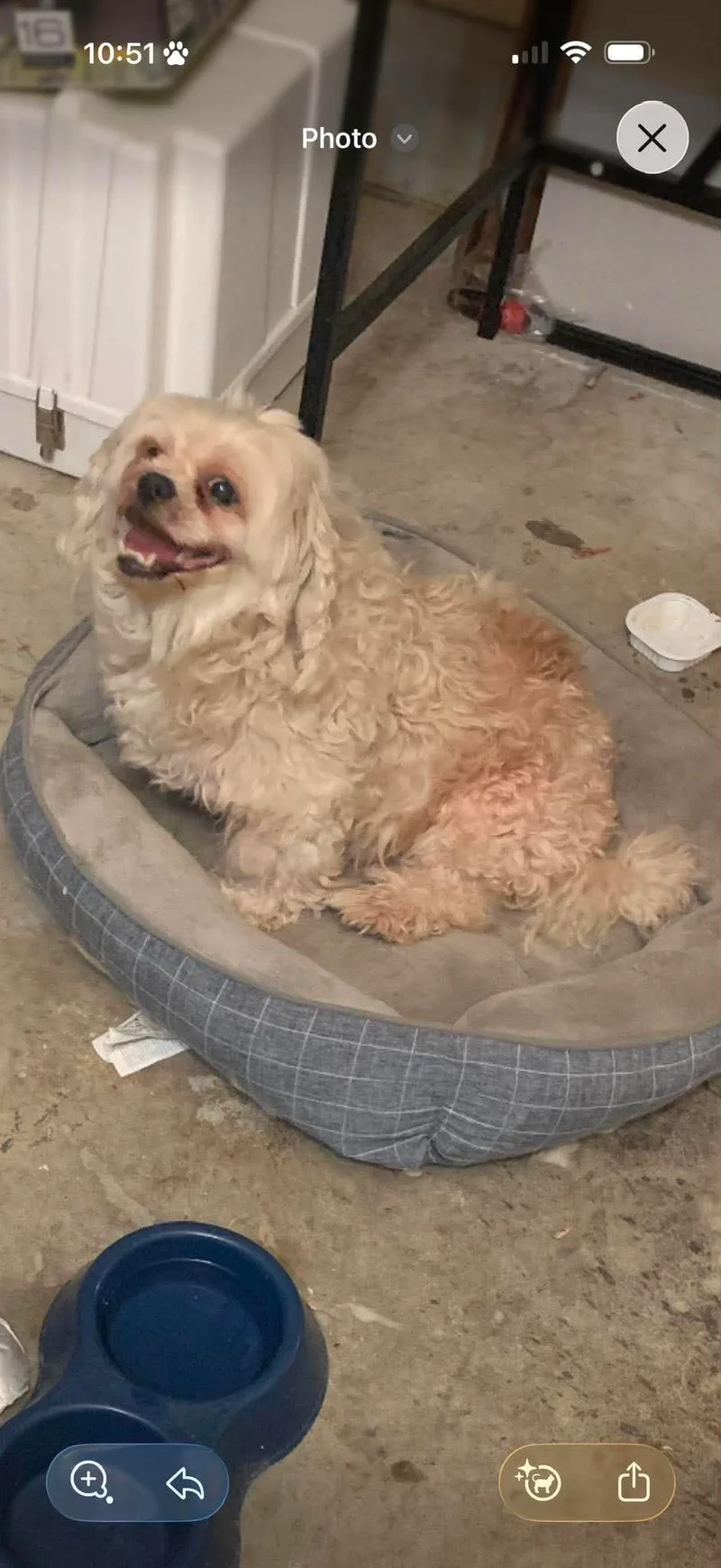 A senior small-sized female Cream Cocker Spaniel dog named Mickie for adoption