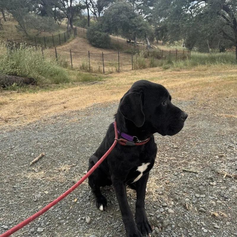 A young extra large-sized male Black Cane Corso dog named Jack for adoption in Ione, CA