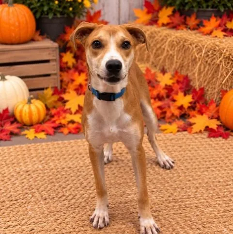 A young medium-sized female Red / Chestnut / Orange Labrador Retriever dog named Sasha for adoption in Williston, VT