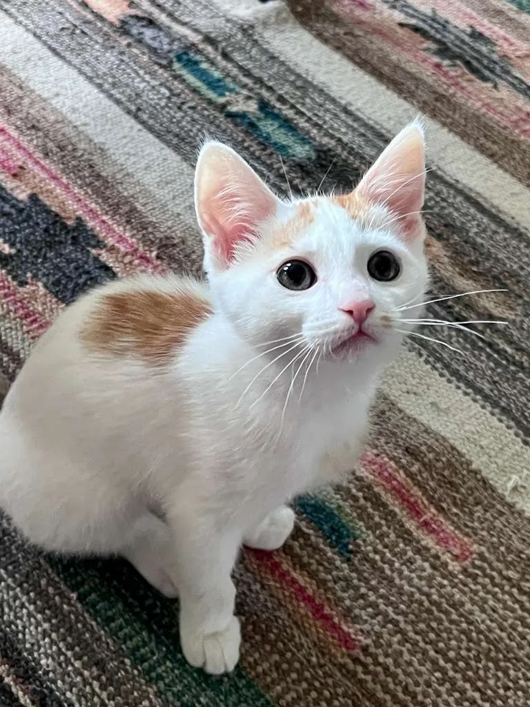 Boogie (bonded with Scoot) thumbnail 3