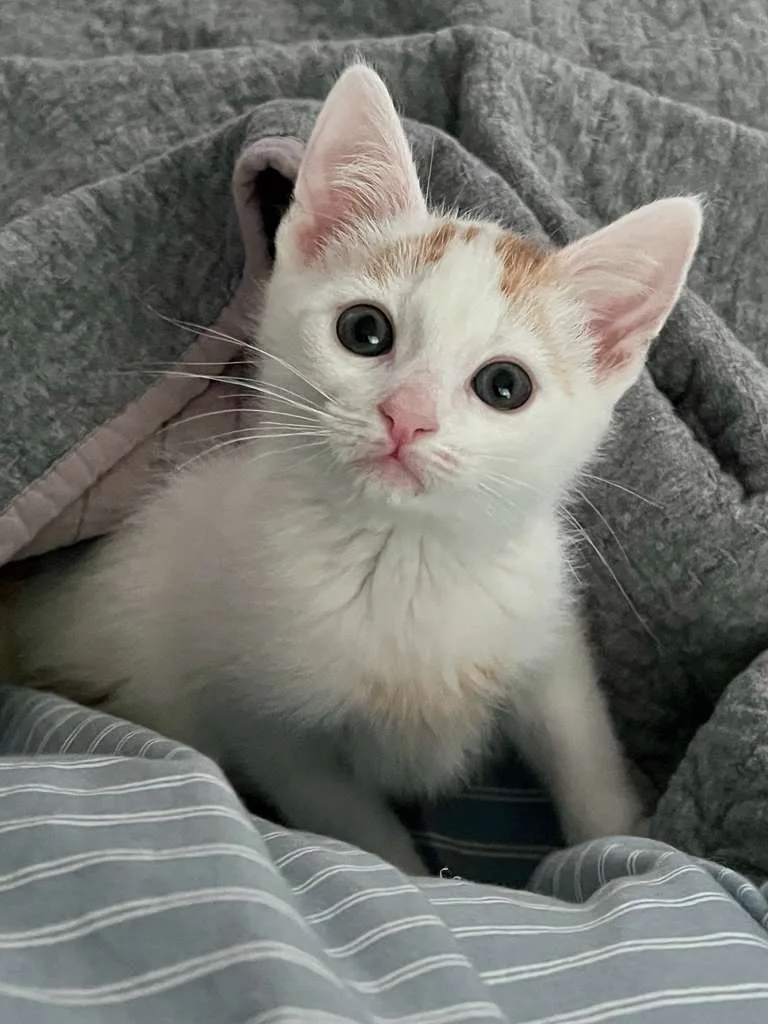 A baby small-sized male White Domestic Short Hair cat named Boogie (bonded with Scoot) for adoption