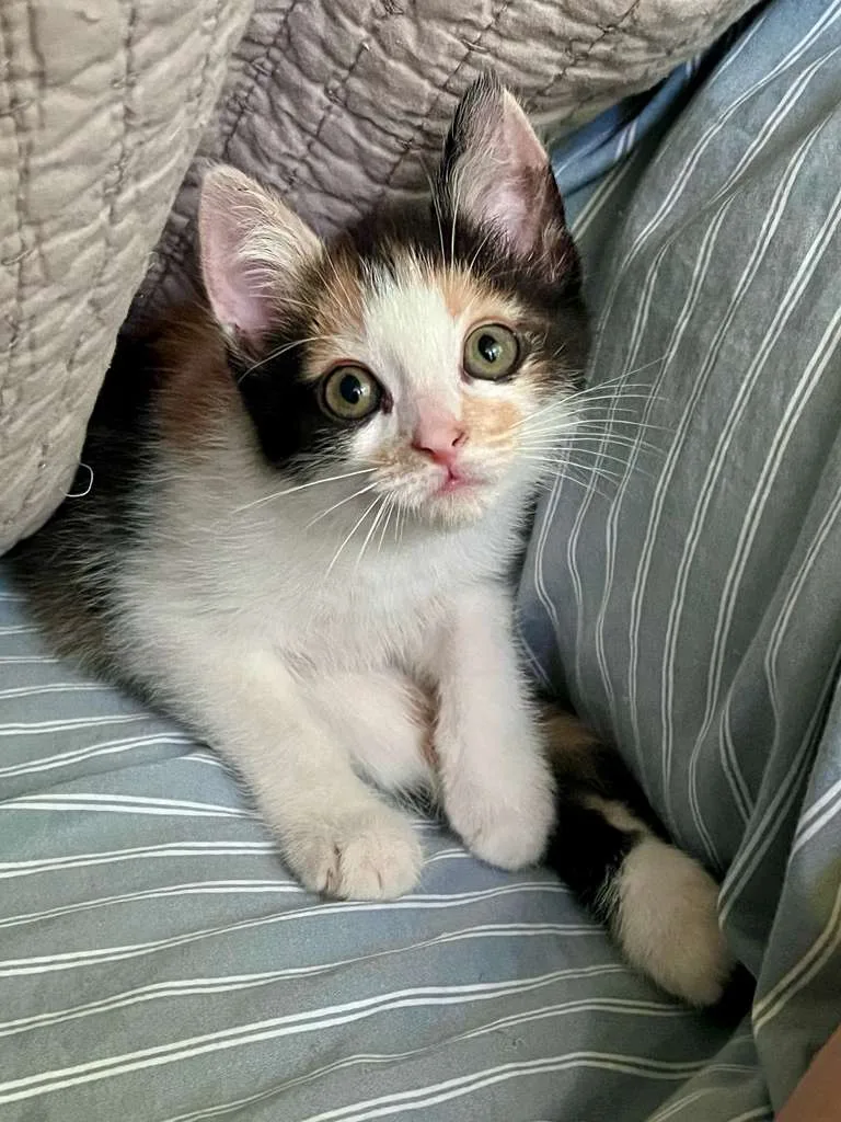 A baby small-sized female Calico Domestic Short Hair cat named Scoot (bonded with Boogie) for adoption