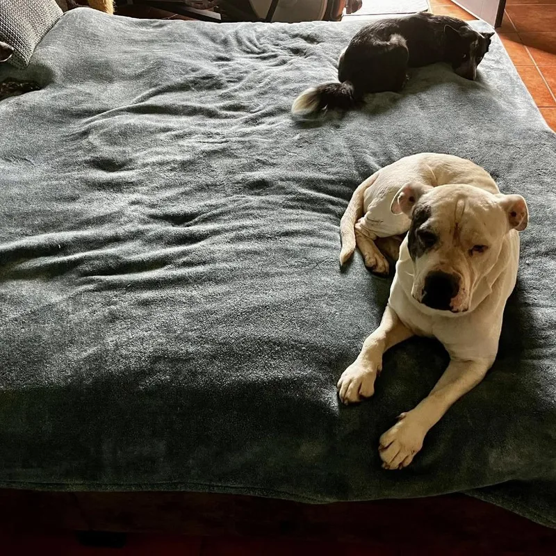 An adult medium-sized female White / Cream Pit Bull Terrier dog named Bubble Bath for adoption in Stephenville, TX