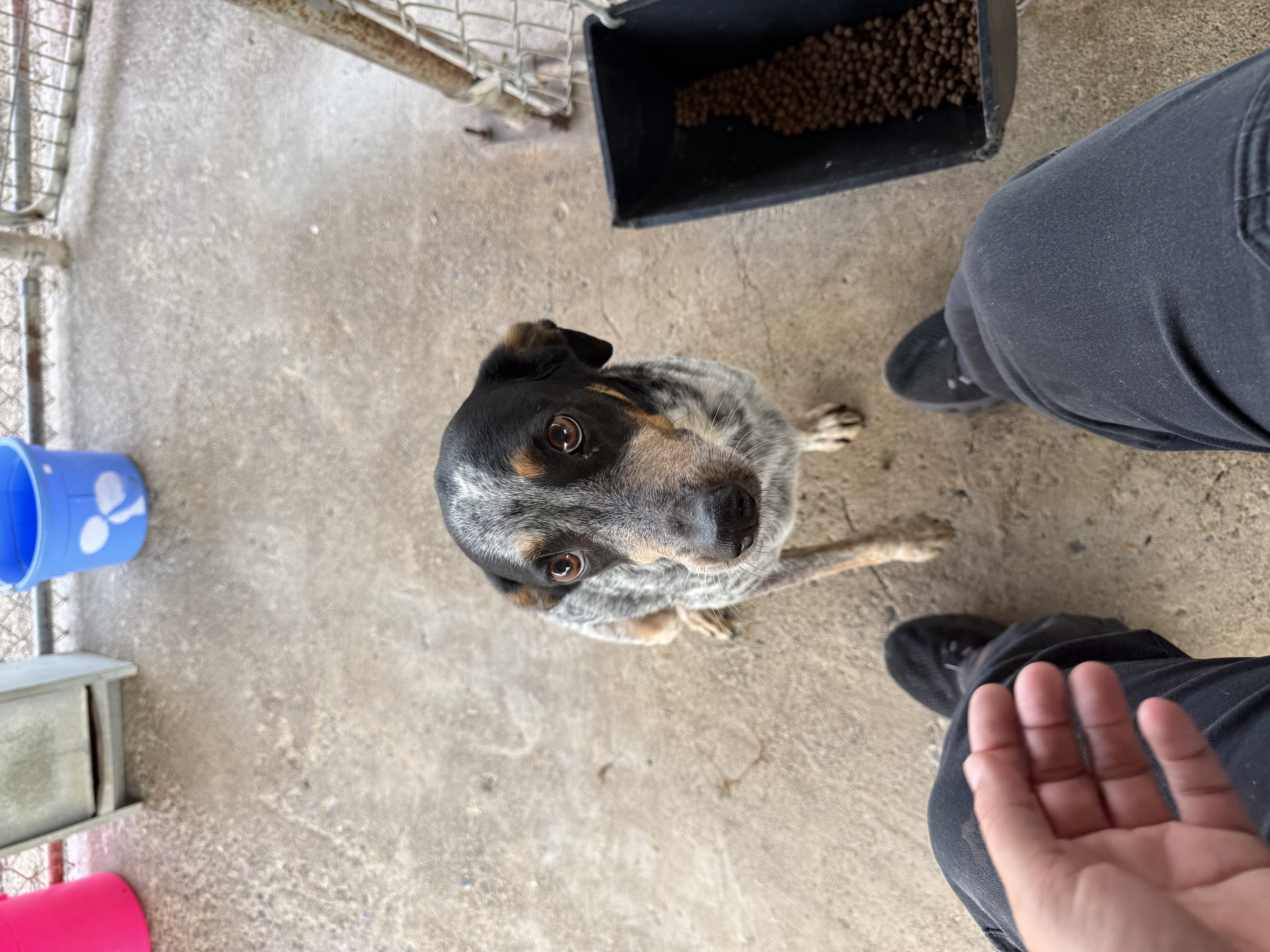 An adult medium-sized female Blue and tan Australian Cattle Dog / Blue Heeler dog named Disney for adoption