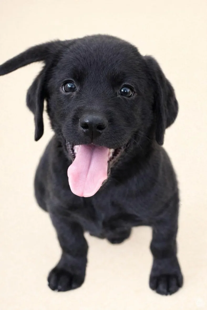 A baby medium-sized male black Labradoodle dog named Maui for adoption