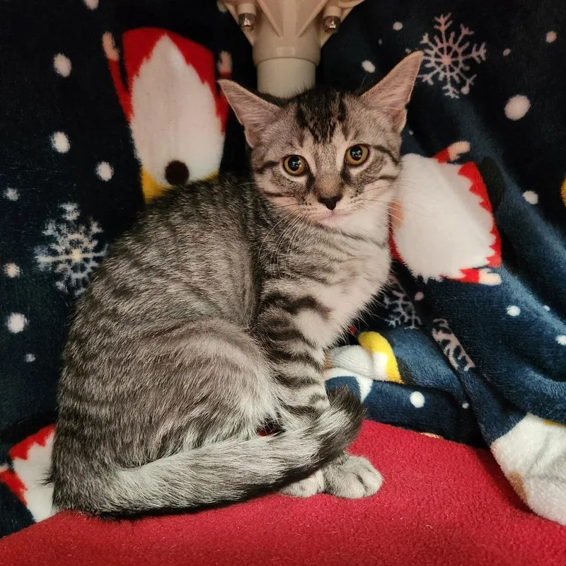 A baby small-sized male Gray / Blue / Silver Domestic Short Hair cat named Oisin for adoption in Grand Rapids, MI