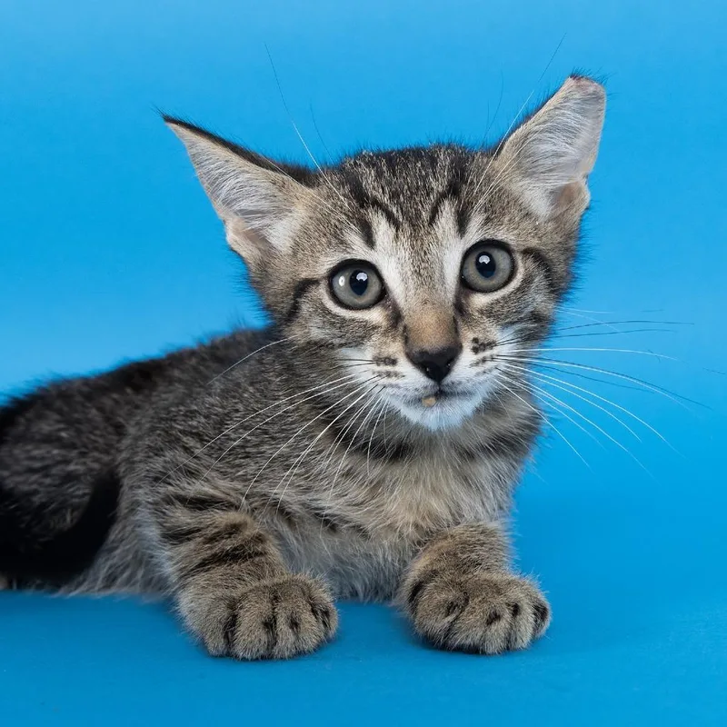 A baby small-sized male Brown / Chocolate Domestic Short Hair cat named Ravi for adoption in Franklin, TN