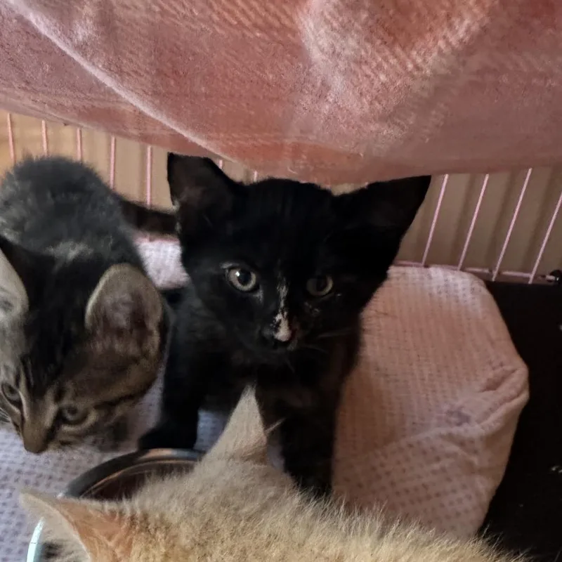 A baby small-sized female Tortoiseshell Domestic Short Hair cat named Barika for adoption in Priest River, ID