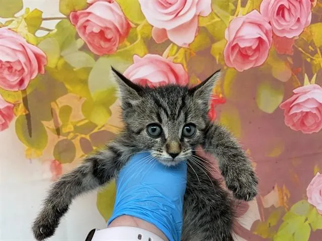A baby small-sized female Domestic Short Hair cat named Kayla for adoption in San Bernardino, CA