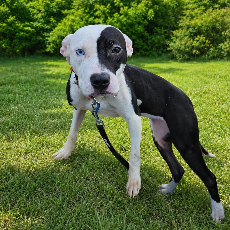 A baby medium-sized female Black Pit Bull Terrier dog named Ivy for adoption in Waldorf, MD