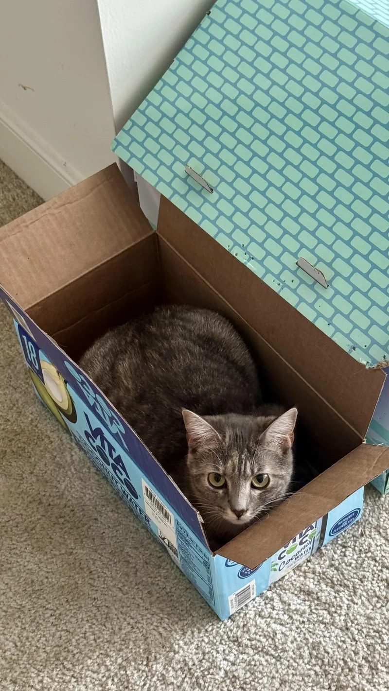 A baby medium-sized female Tabby (Gray / Blue / Silver) Domestic Short Hair cat named Sierra Mist for adoption in Leesburg, VA