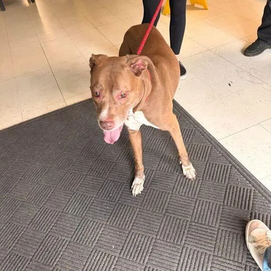 An adult medium-sized female Brown / Chocolate Mixed Breed dog named Flye for adoption in Davenport, IA