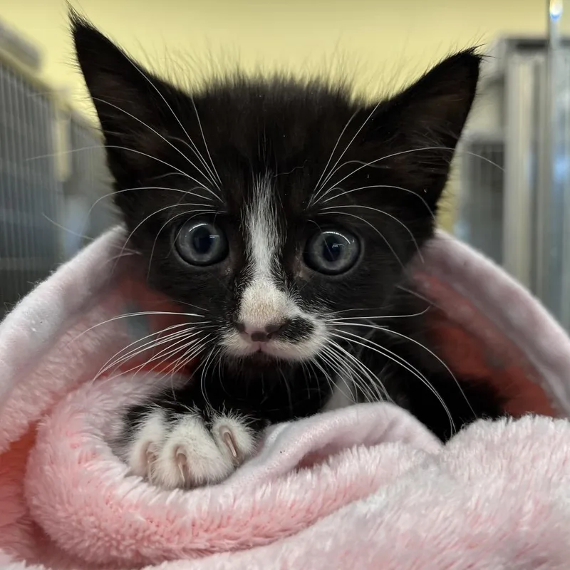 A baby small-sized male Black Domestic Short Hair cat named Drizzy for adoption in Concord, NH