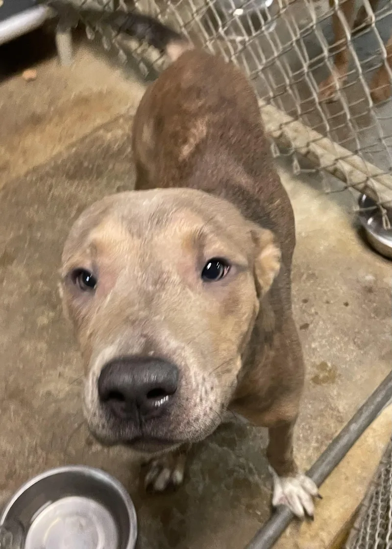 A young medium-sized male Terrier dog named Dudley HOLD for adoption in Canton, OH