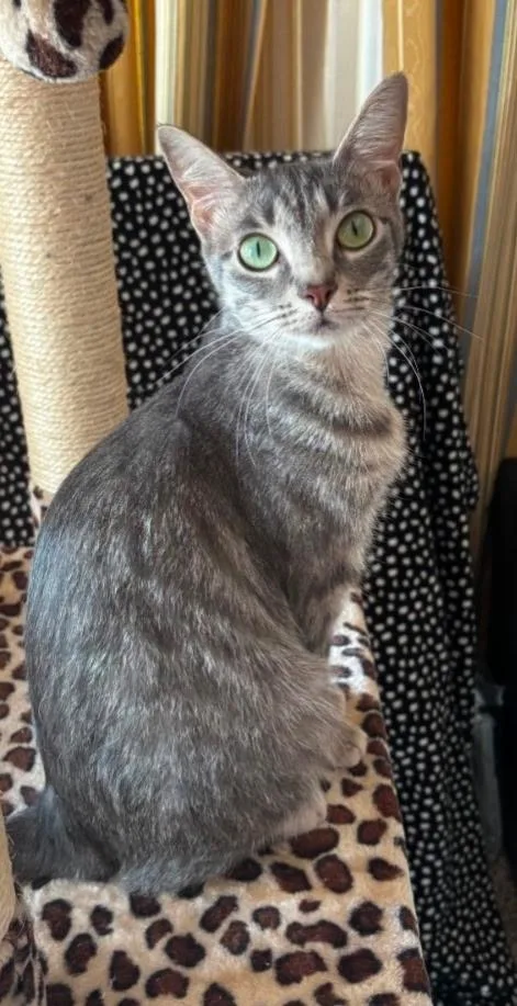 An adult medium-sized female Domestic Short Hair cat named Ash for adoption in Evans City, PA