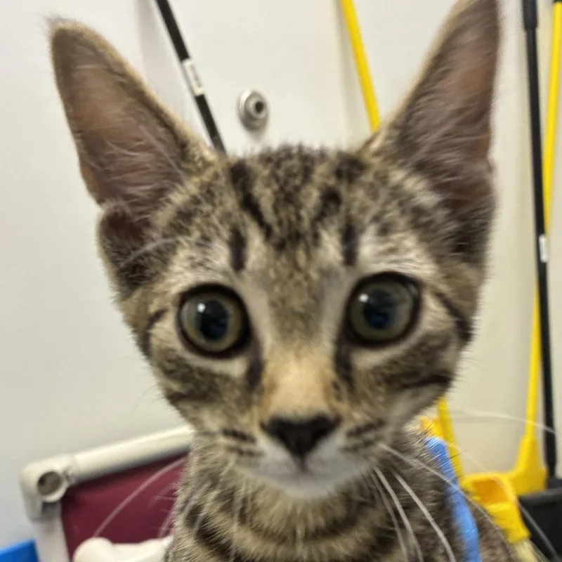 A baby small-sized male Gray / Blue / Silver Domestic Short Hair cat named 71510 for adoption in Harrisonburg, VA
