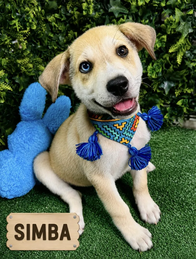Simba Jr
